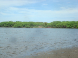 Waar je het bootje ziet liggen begint de mangrove.